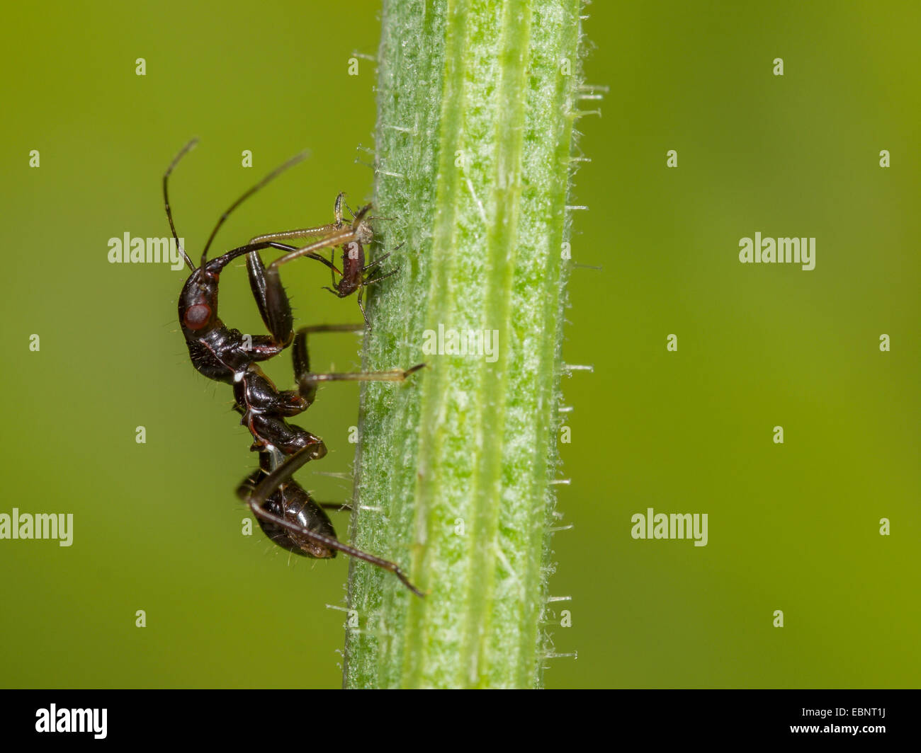 Samsel bug (Himacerus mirmicoides), Old larva eats captured aphid on crepis , Germany Stock Photo