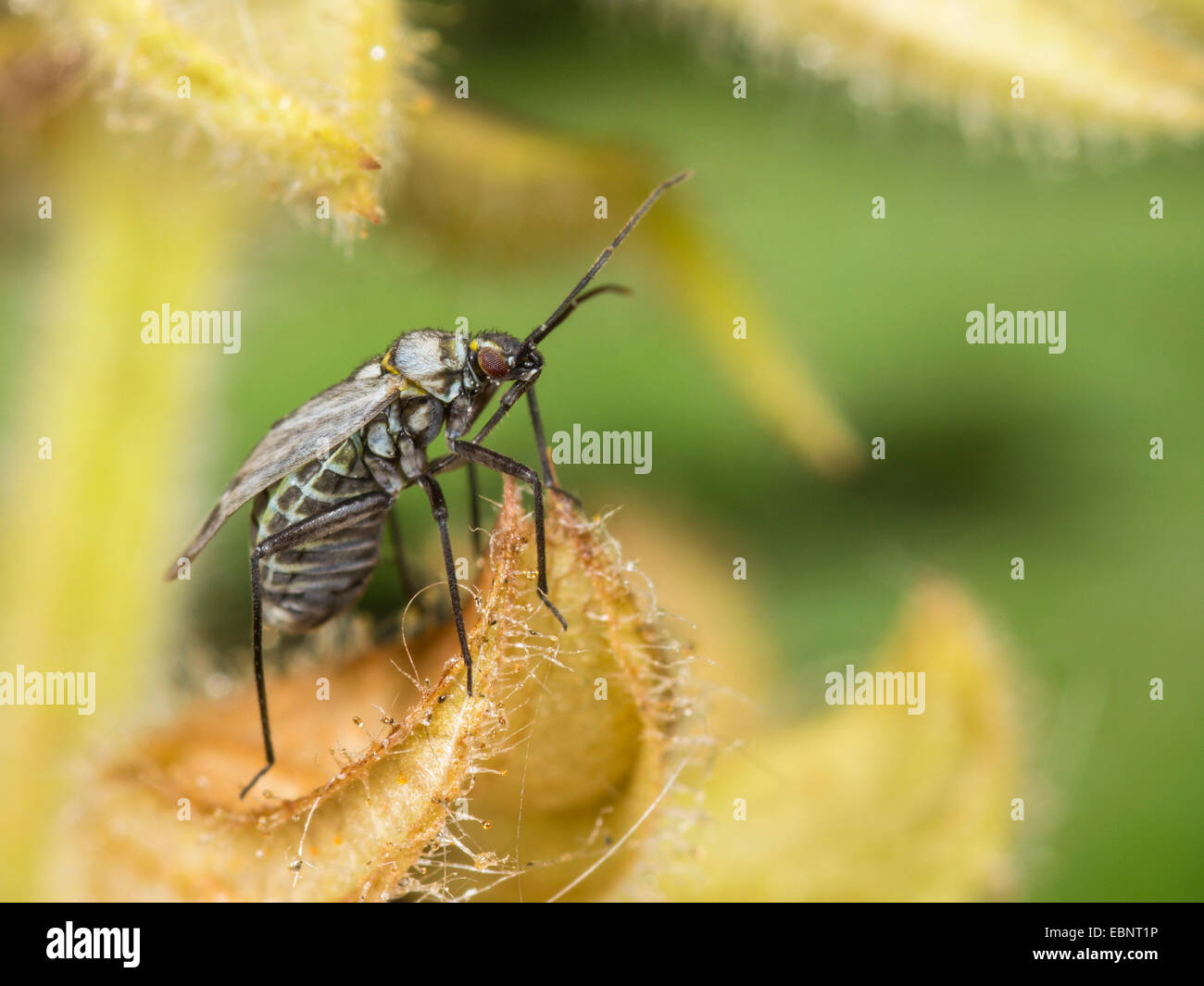 Capsid bug (Macrotylus herrichi), female on sage, Salvia pratensis