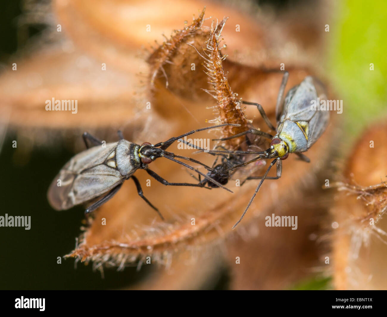 https://c8.alamy.com/comp/EBNT1X/capsid-bug-macrotylus-herrichi-females-suck-captured-spider-on-salvia-EBNT1X.jpg