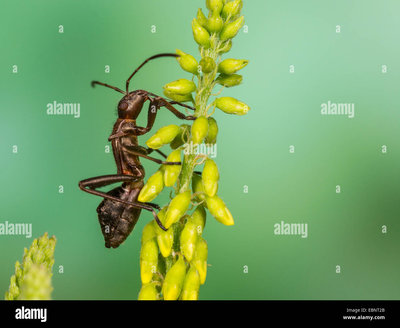 Ant bug, Redbacked bug, Redbacked broad-headed bug (Alydus calcaratus), old larvae (L5) on sweet clover, Germany Stock Photo