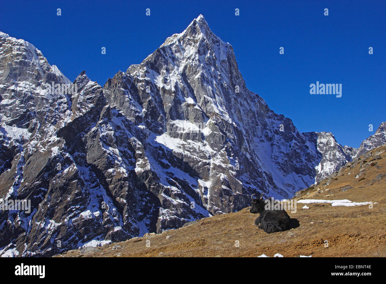 yak in front of Cholatse, Nepal, Himalaya, Khumbu Himal Stock Photo