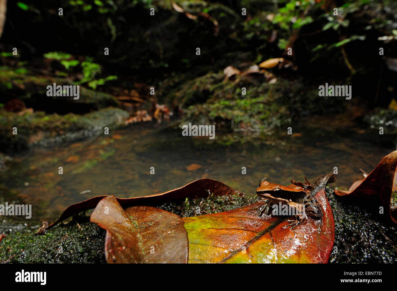 tropical frog species (Hylarana temporalis), tropical frog sitting on the forest floor, Sri Lanka, Sinharaja Forest National Park Stock Photo