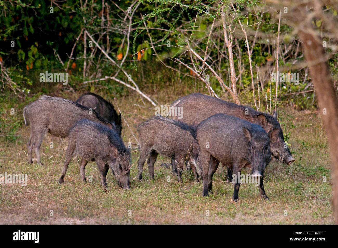 Indian wild boar, Indian pig, Indian wild boar (Sus scrofa affinis, Sus affinis), pack at eating, Sri Lanka, Willpatu Nationalpark Stock Photo