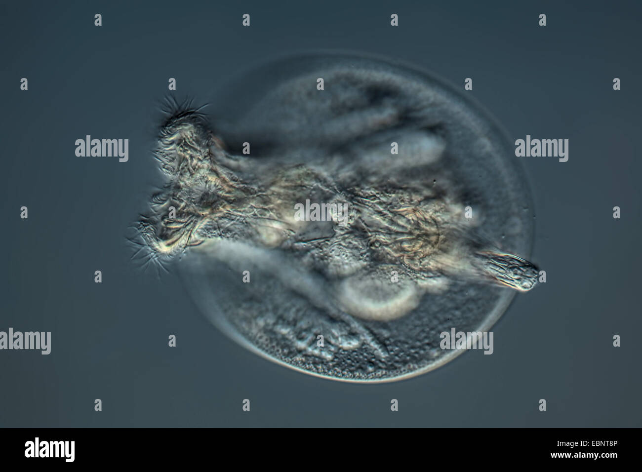 rotifers (Rotatoria), in differential interference contrast Stock Photo