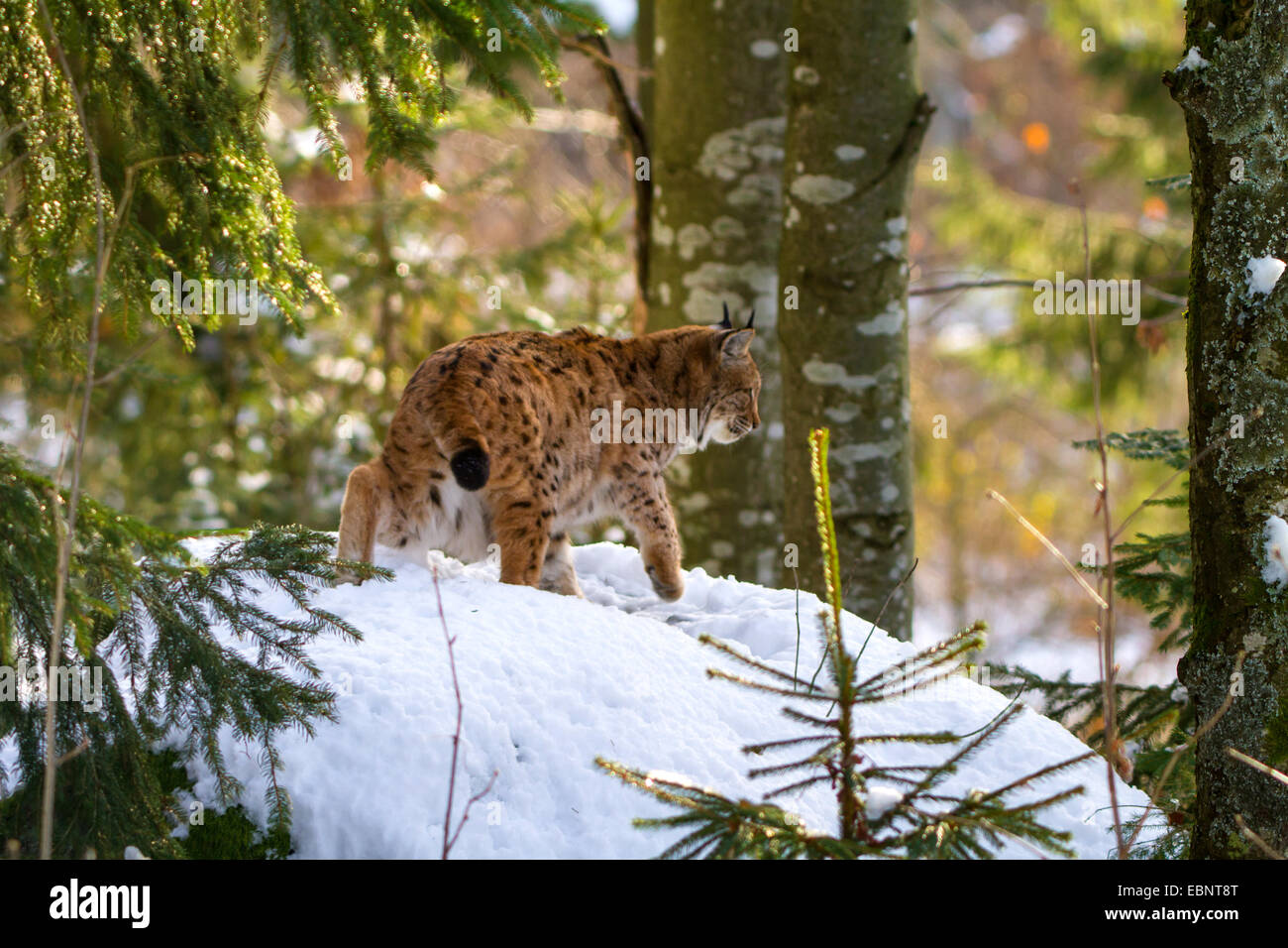 Eurasian lynx (Lynx lynx), walking through snowy forest, Germany, Bavaria, Bavarian Forest National Park Stock Photo