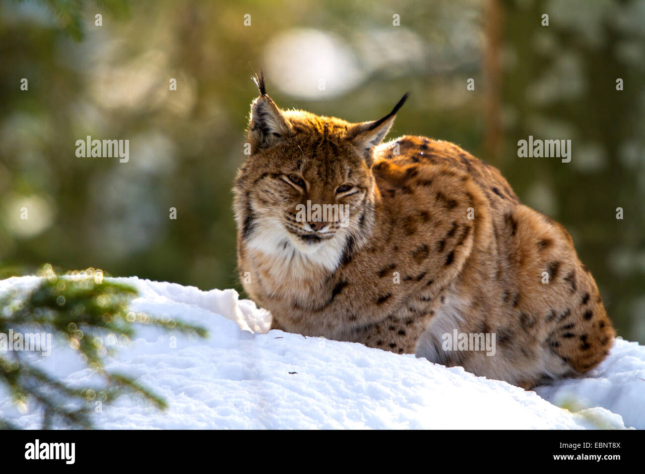 Eurasian lynx (Lynx lynx), sitting in snow sunbathing in the morning ...