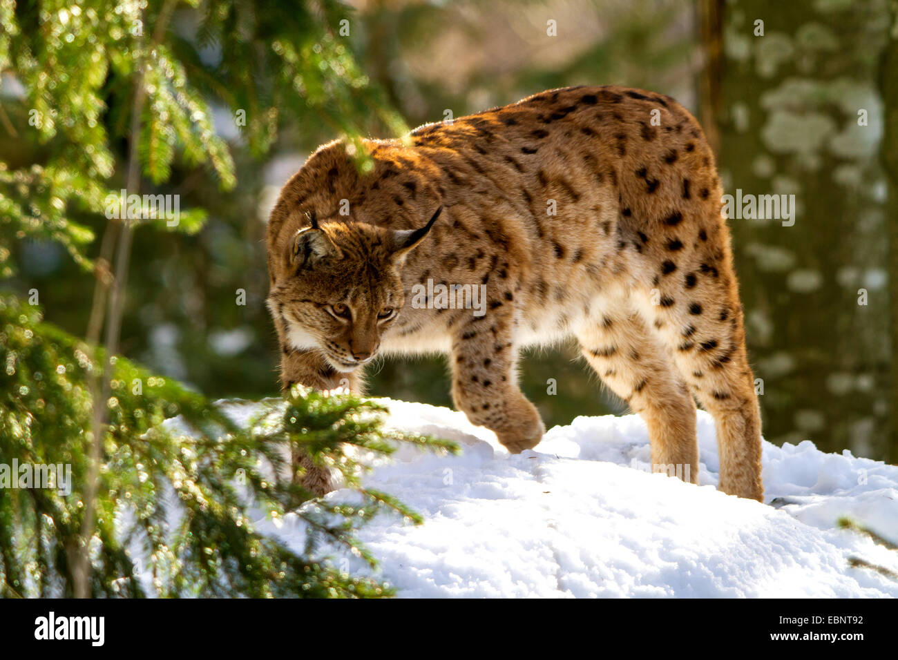 Eurasian lynx (Lynx lynx), lurking for pery in winter, Germany, Bavaria ...