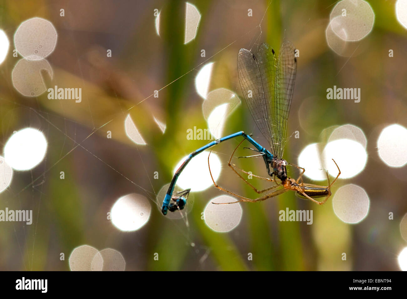 long-jawed spider (Tetragnatha extensa), long-jawed spider having caught a damselfly in her net, Germany, North Rhine-Westphalia Stock Photo