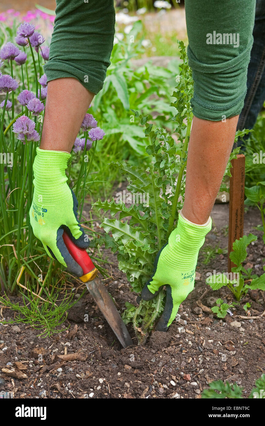 Clearing weeds in gloves hi-res stock photography and images - Alamy