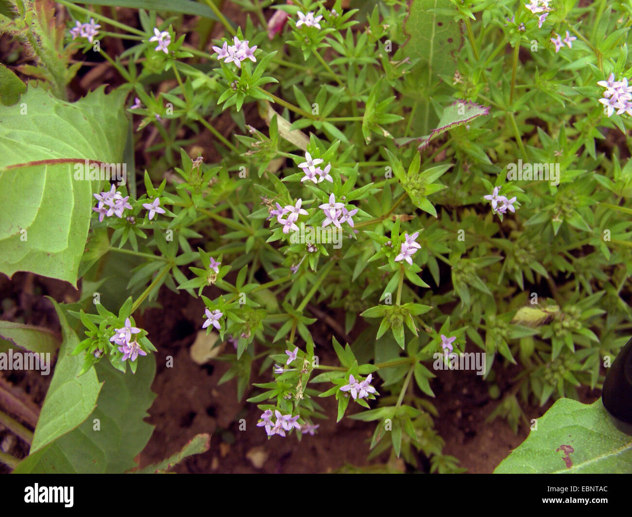 field madder, silver buffalo-berry (Sherardia arvensis), blooming, Germany Stock Photo
