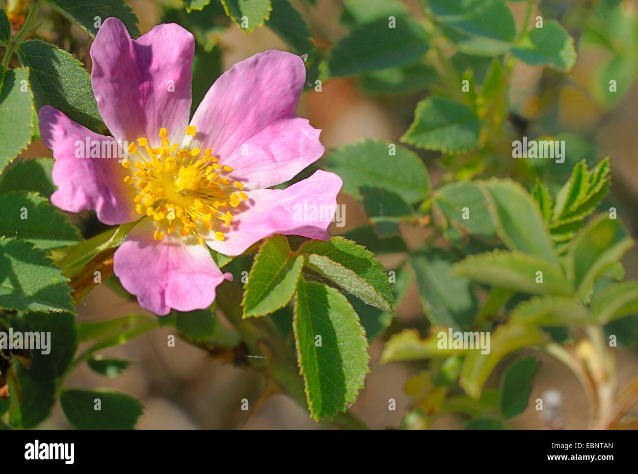 Hairy dog rose (Rosa caesia), flower, Germany Stock Photo