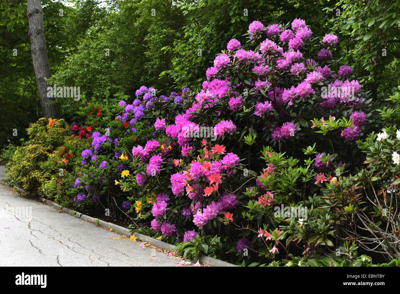 rhododendron (Rhododendron sueec.), different sort blooming in a park, Austria, Styria Stock Photo