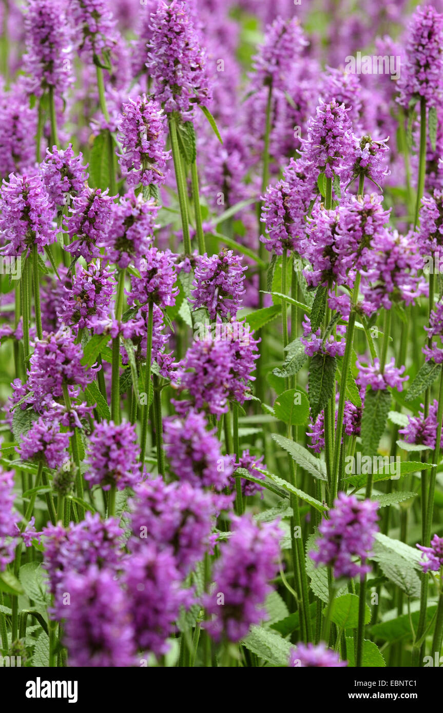 anise hyssop (Agastache anisata, Stachys foeniculum), blooming Stock