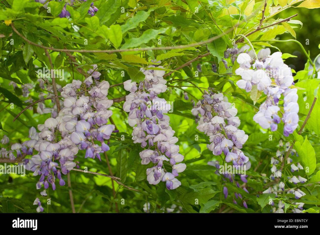 Wistaria, Wysteria ( Wisteria spec), blooming Stock Photo