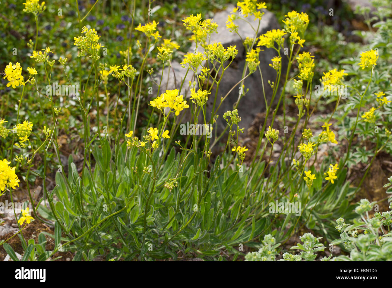 Buckler mustard (Biscutella laevigata), blooming, Germany Stock Photo