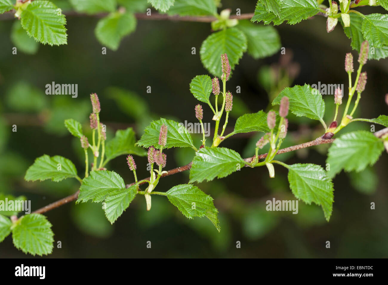 Green Alder (Alnus viridis, Alnus alnobetula), female inflorescence, Germany Stock Photo