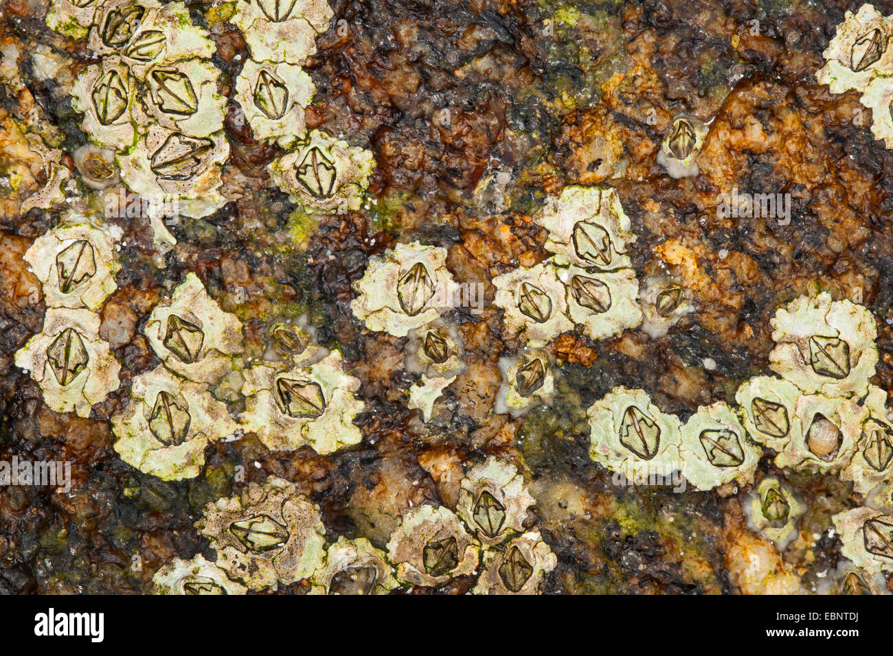 Modest barnacle (Elminius modestus), adhere on a rock at the coast, Germany Stock Photo