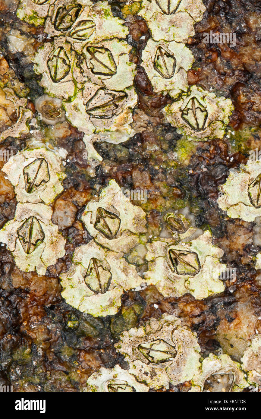 Modest barnacle (Elminius modestus), adhere on a rock at the coast, Germany Stock Photo