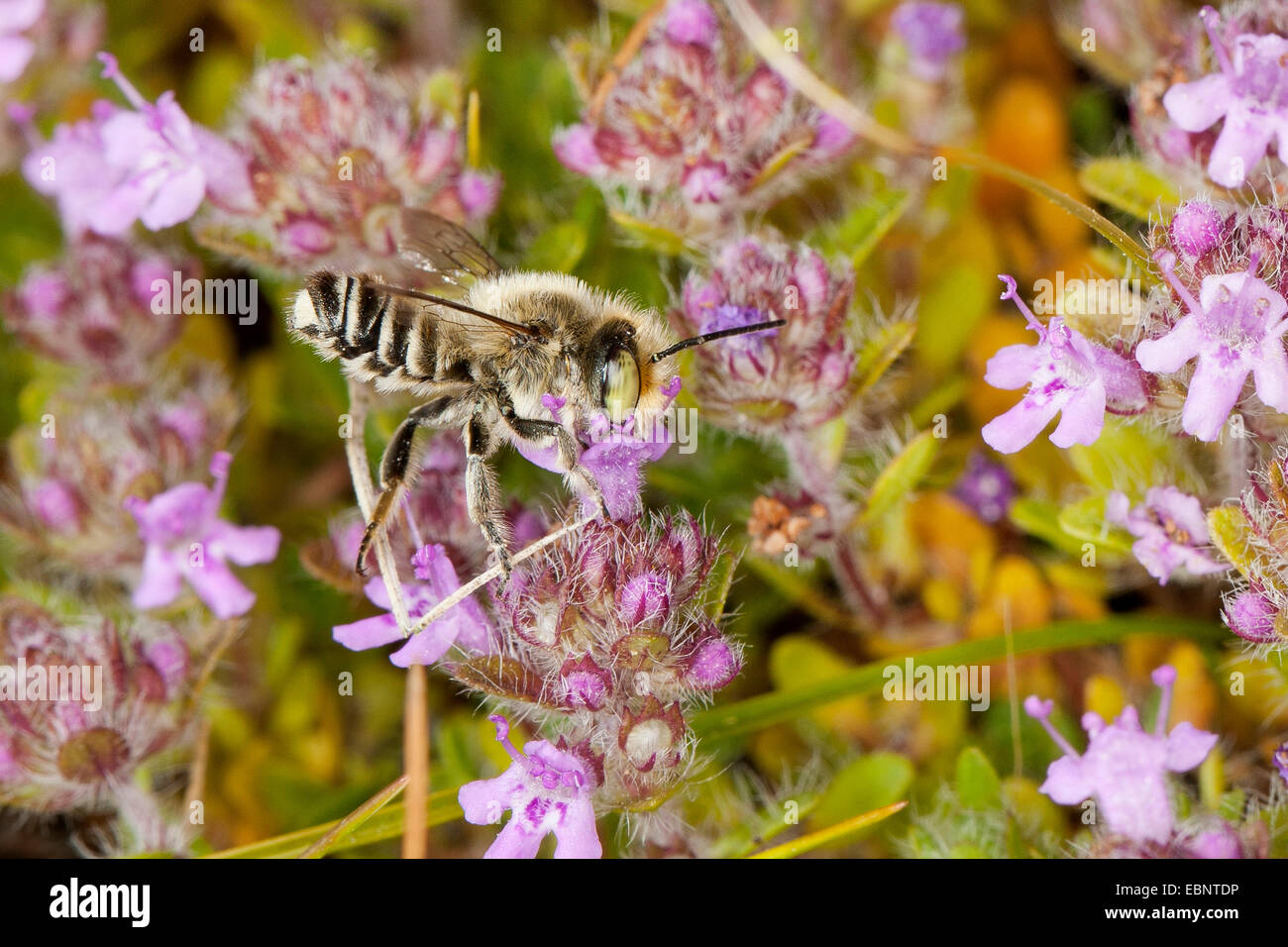 Leafcutter bee (Megachile spec.), male visits a thyme flower, Germany Stock Photo