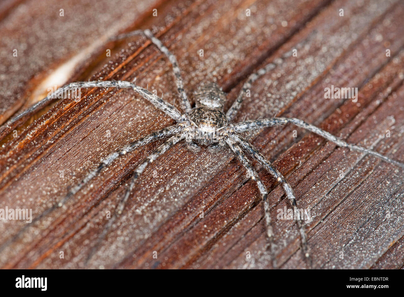 Philodromid crab spider (Philodromus margaritatus), on a plank, Germany Stock Photo