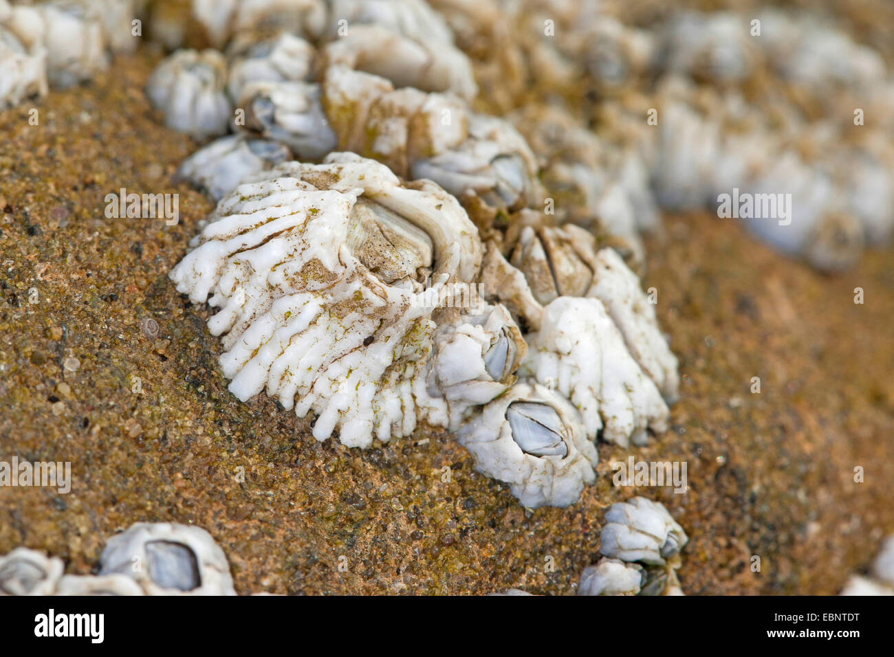 Northern rock barnacle, Acorn barnacle, Common rock barnacle (Semibalanus balanoides, Balanus balanoides), on a rock at seashore, Germany Stock Photo