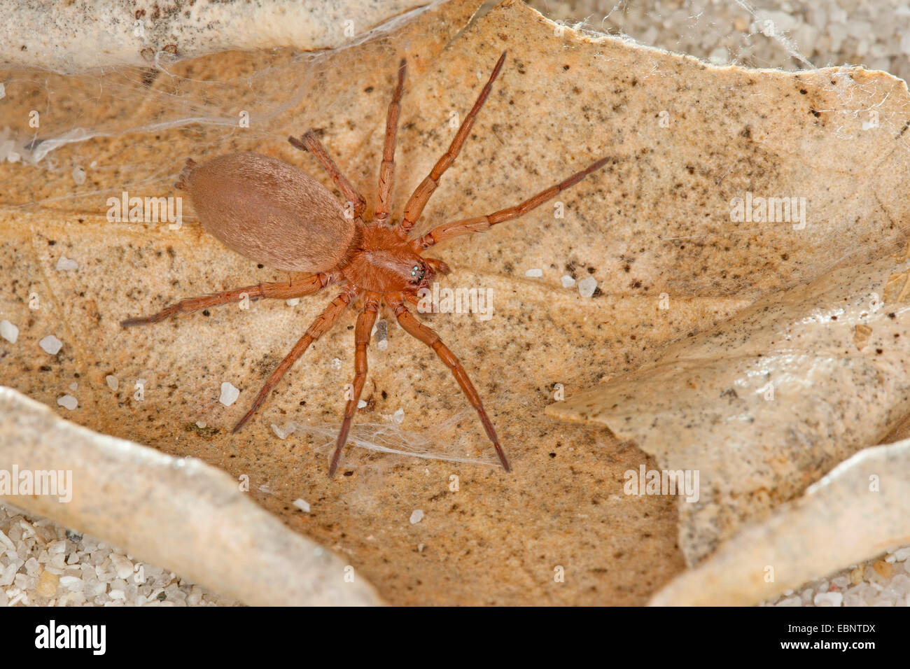 Stone spider, Mouse Spider, Ground spider (Drassodes cf. lapidosus), on a withered leaf, Germany Stock Photo
