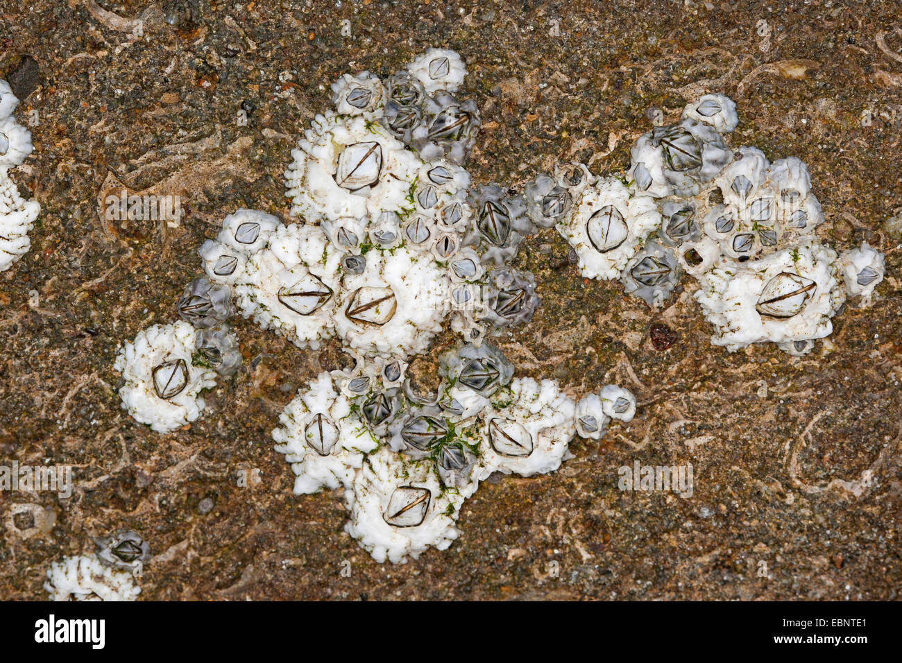 Northern rock barnacle, Acorn barnacle, Common rock barnacle (Semibalanus balanoides, Balanus balanoides), on a rock at the seashore, Germany Stock Photo