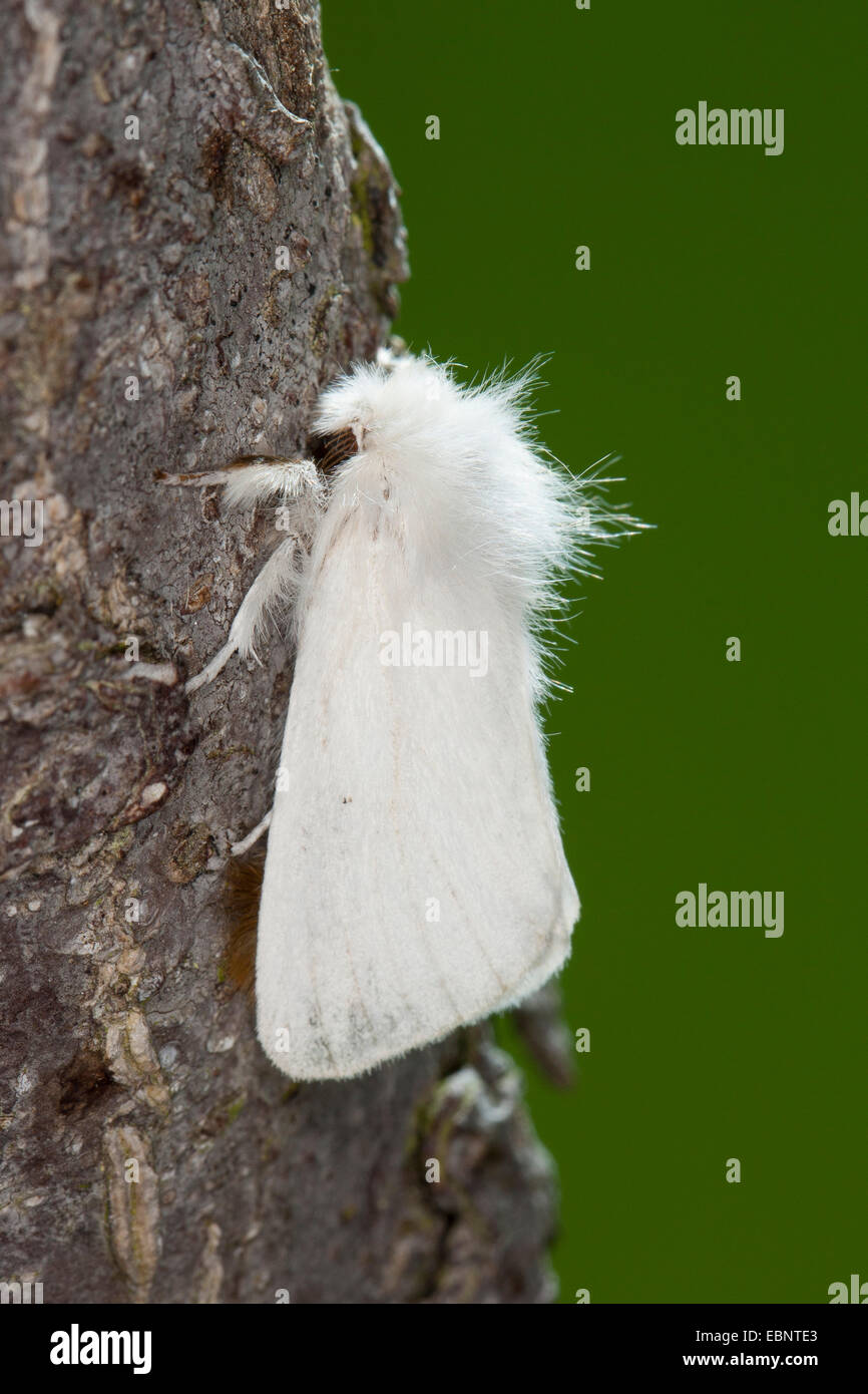 Brown tail moth hi-res stock photography and images - Alamy