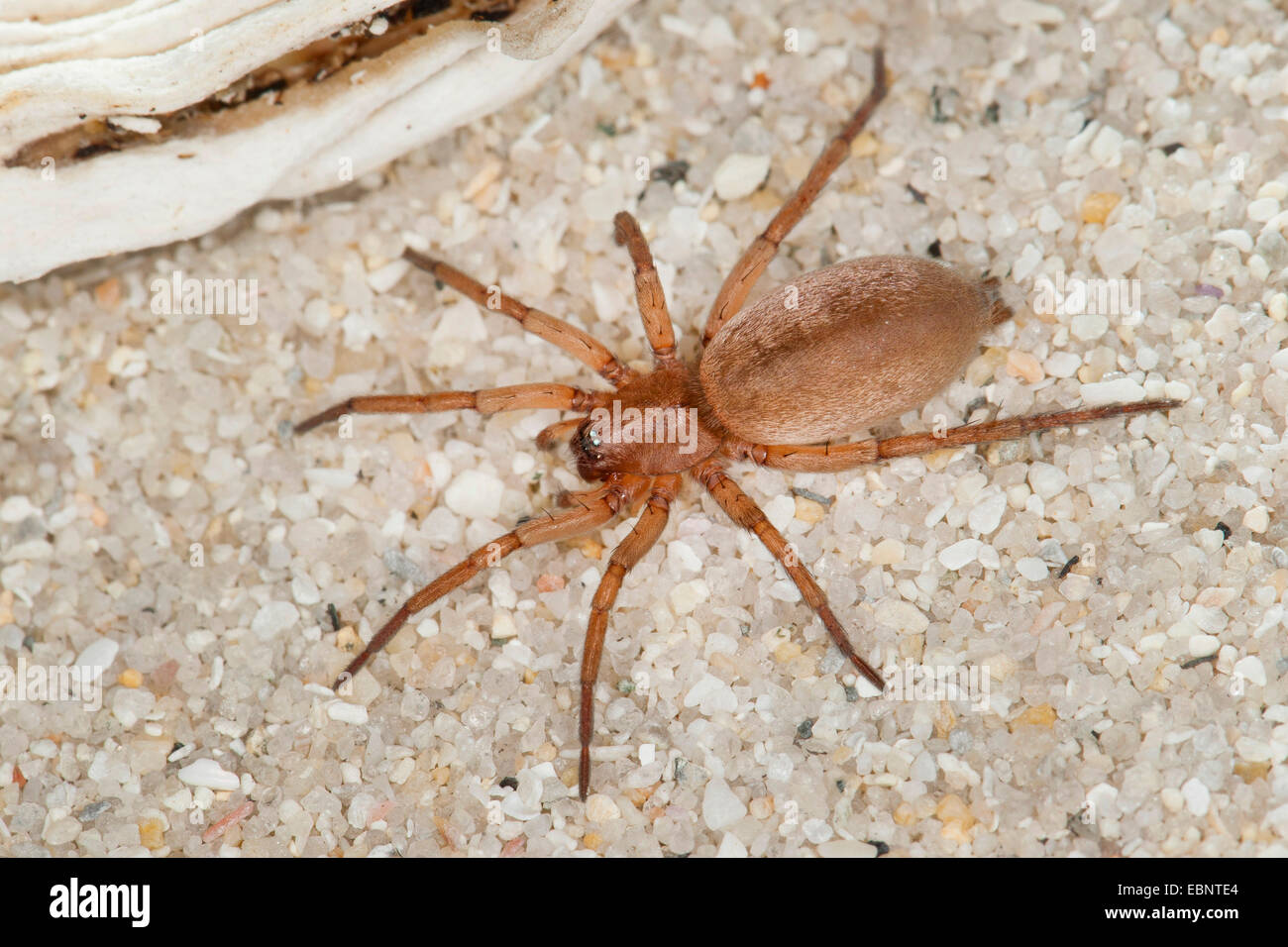 Stone spider, Mouse Spider, Ground spider (Drassodes cf. lapidosus), on pale sand, Germany Stock Photo