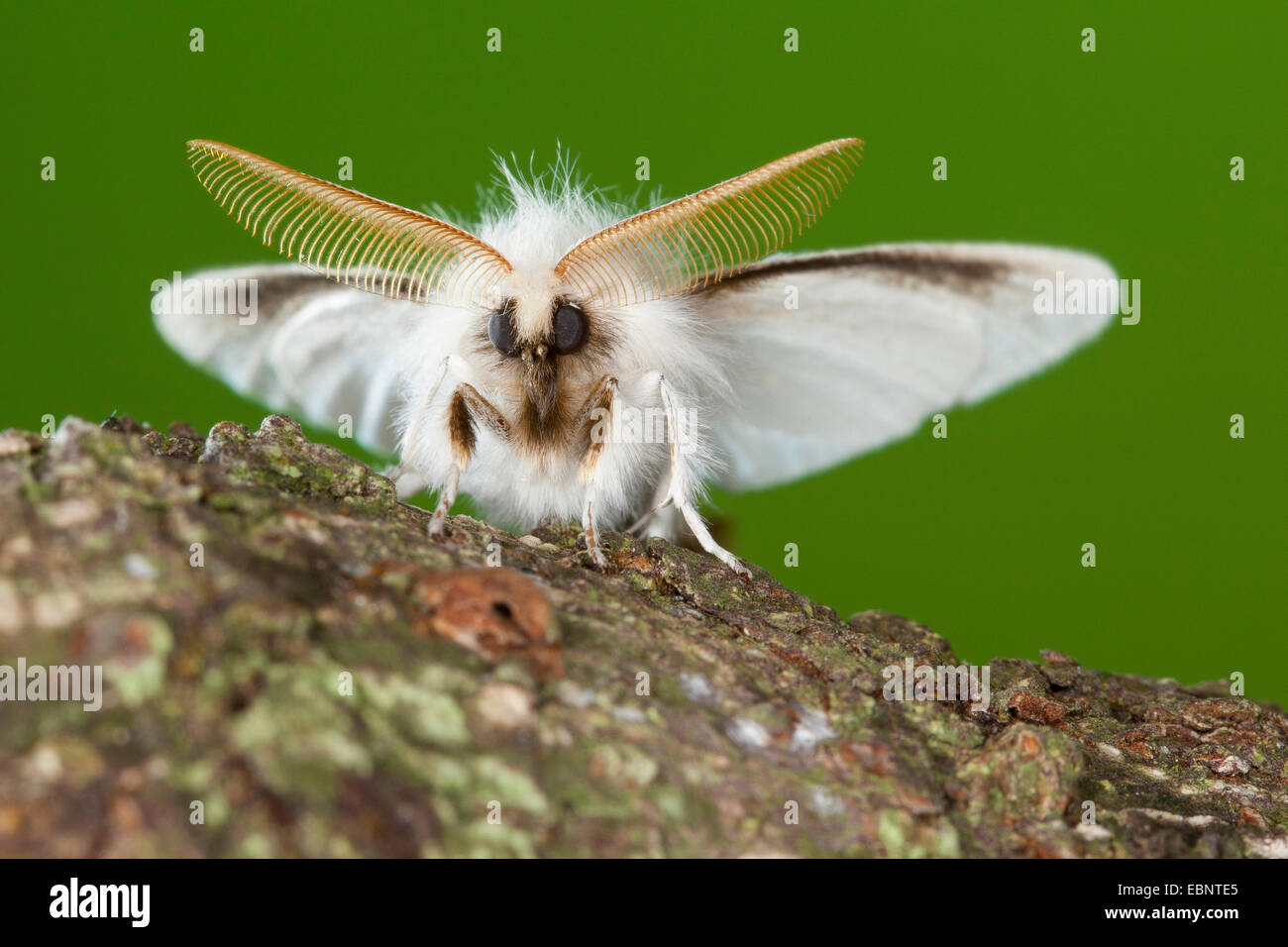 Brown-tail moth, Brown-tail (Euproctis chrysorrhoea), with faned out antennae, Germany Stock Photo