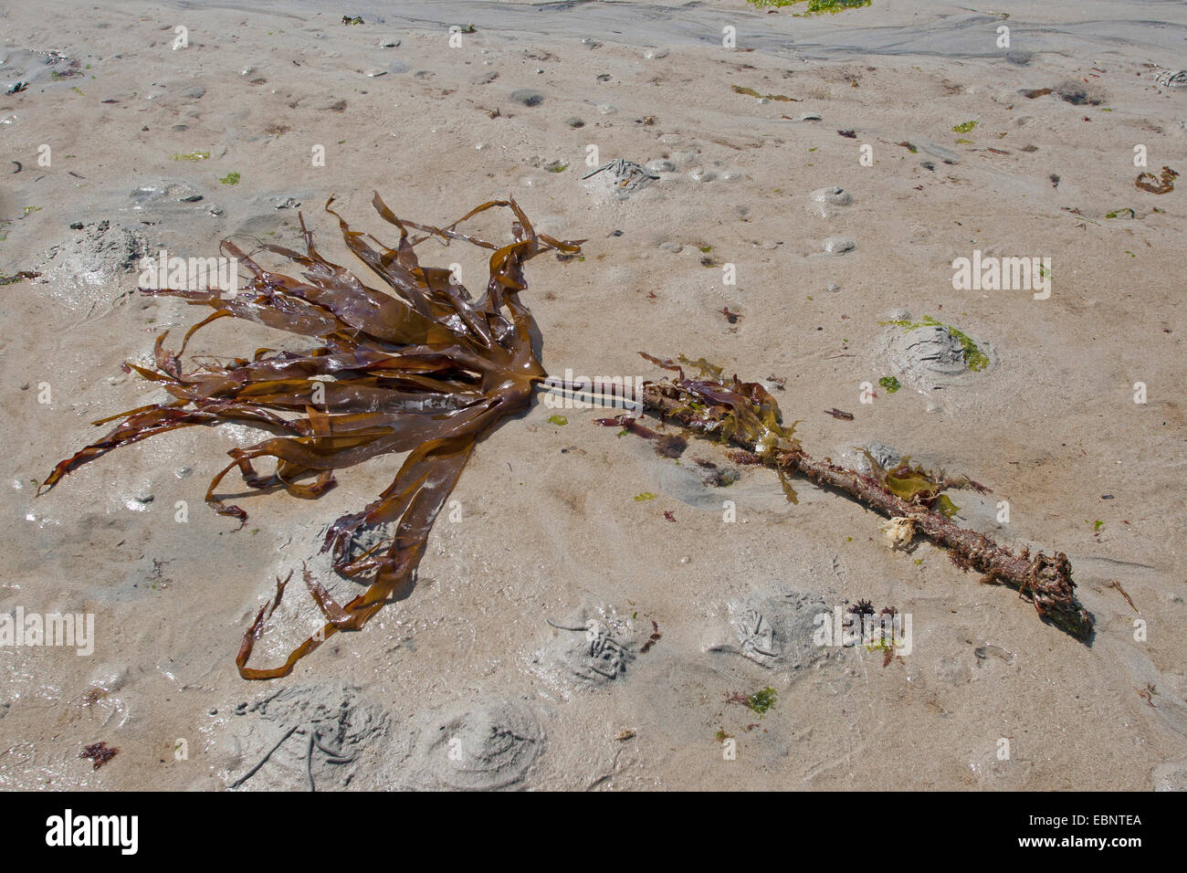 Mirkle, Kelpie, Liver weed, Pennant weed, Strapwrack, Cuvie, Tangle, Split whip wrack, Oarweed (Laminaria hyperborea), washed up on the beach, Germany Stock Photo