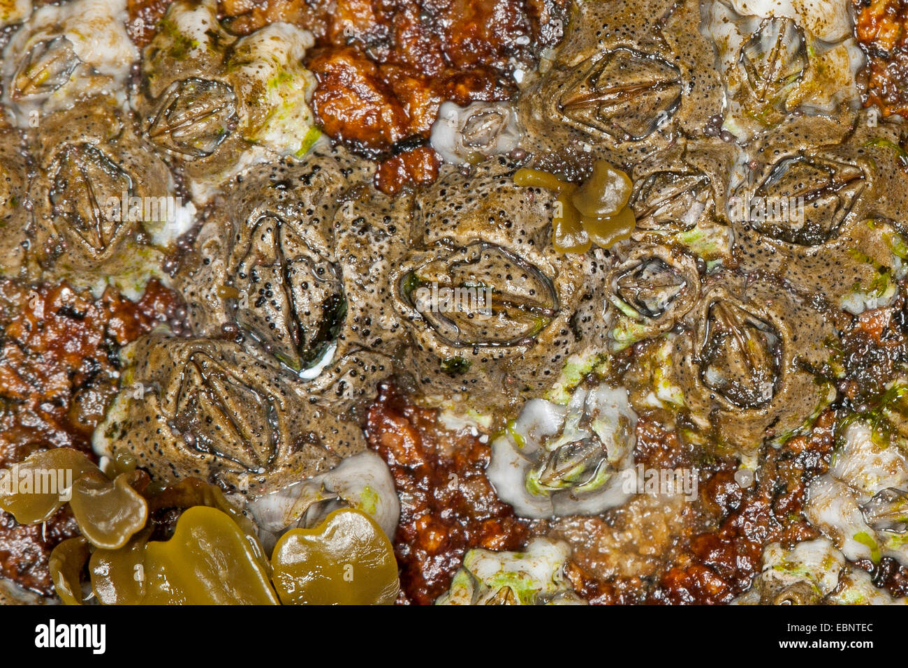 Arthopyrenia (Arthopyrenia halodytes, Pyrenocollema halodytes, Collemopsidium halodytes, Verrucaria halodytes), lichen on barnacles, Germany Stock Photo