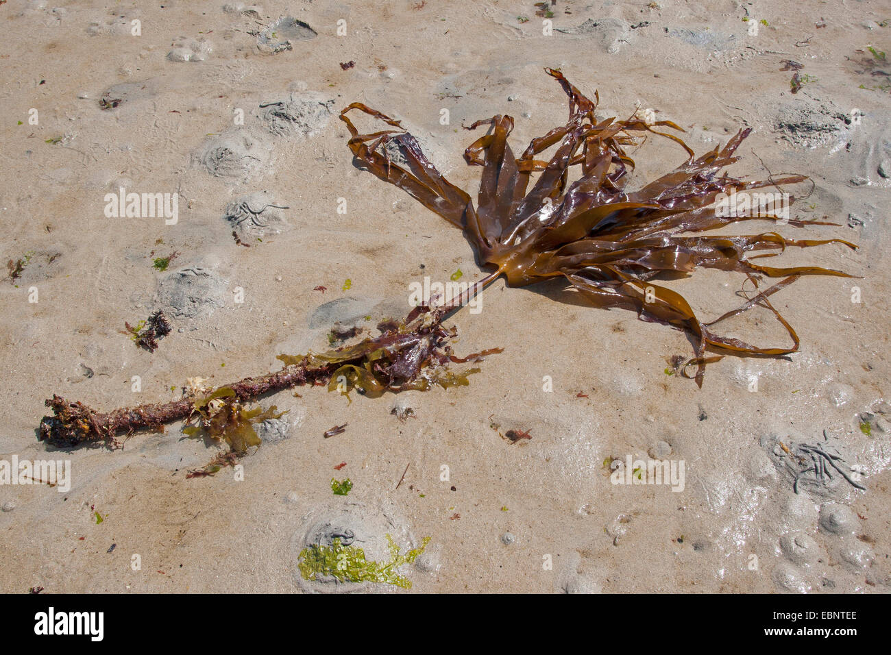 Mirkle, Kelpie, Liver weed, Pennant weed, Strapwrack, Cuvie, Tangle, Split whip wrack, Oarweed (Laminaria hyperborea), washed up on the beach, Germany Stock Photo