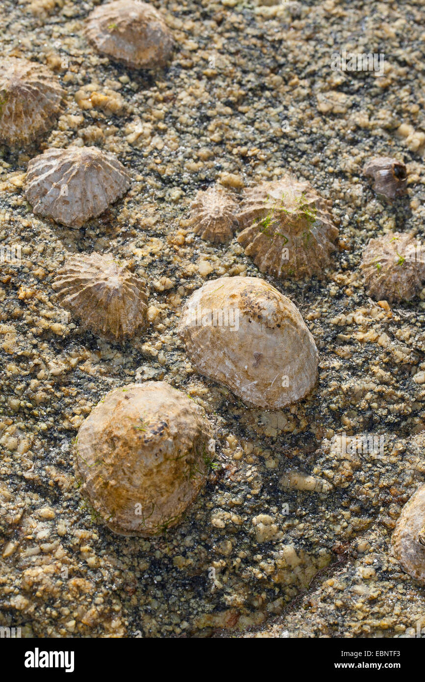 Common limpet, Common European limpet (Patella vulgata), resting limpets at ebb tide, Germany Stock Photo