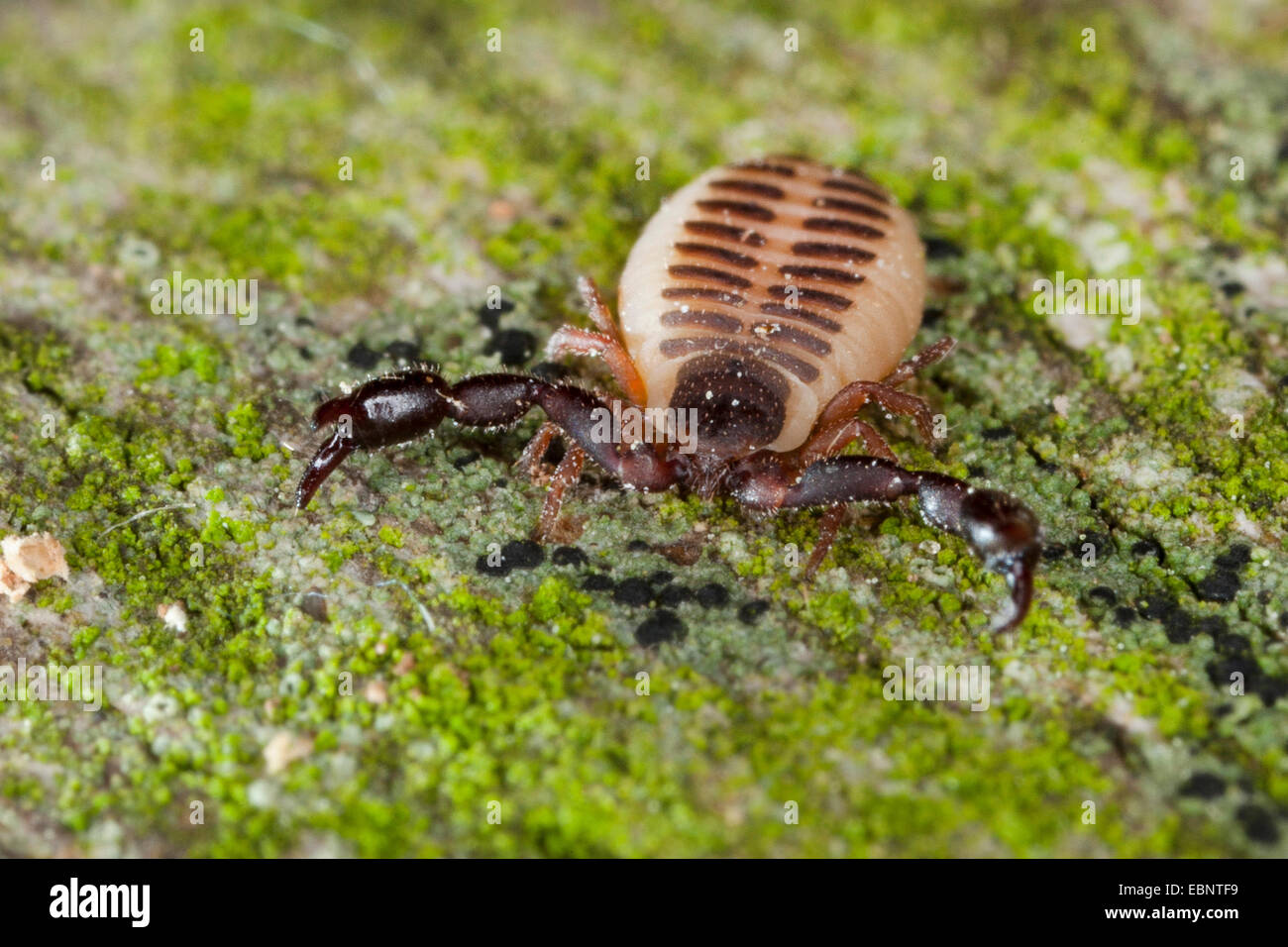 pseudoscorpion, false scorpion (Pseudoscorpiones), front view, Germany Stock Photo