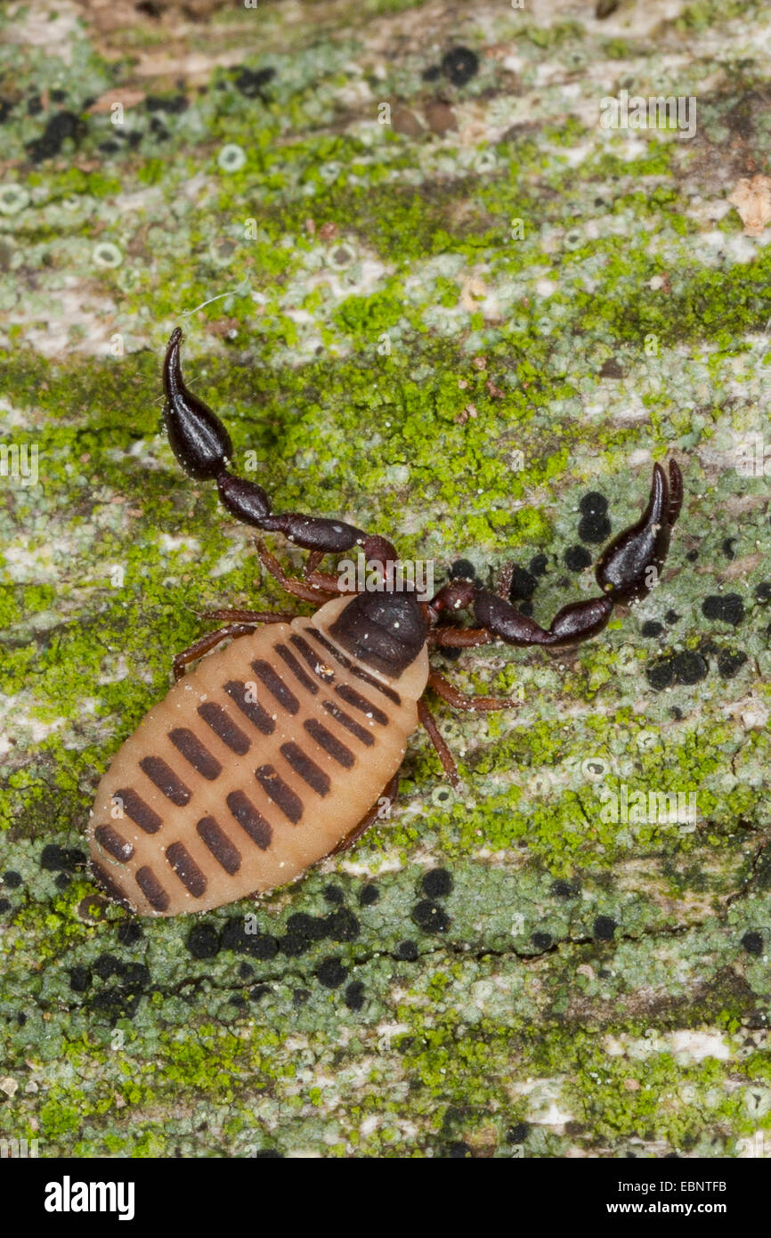 pseudoscorpion, false scorpion (Pseudoscorpiones), high-angle view, Germany Stock Photo
