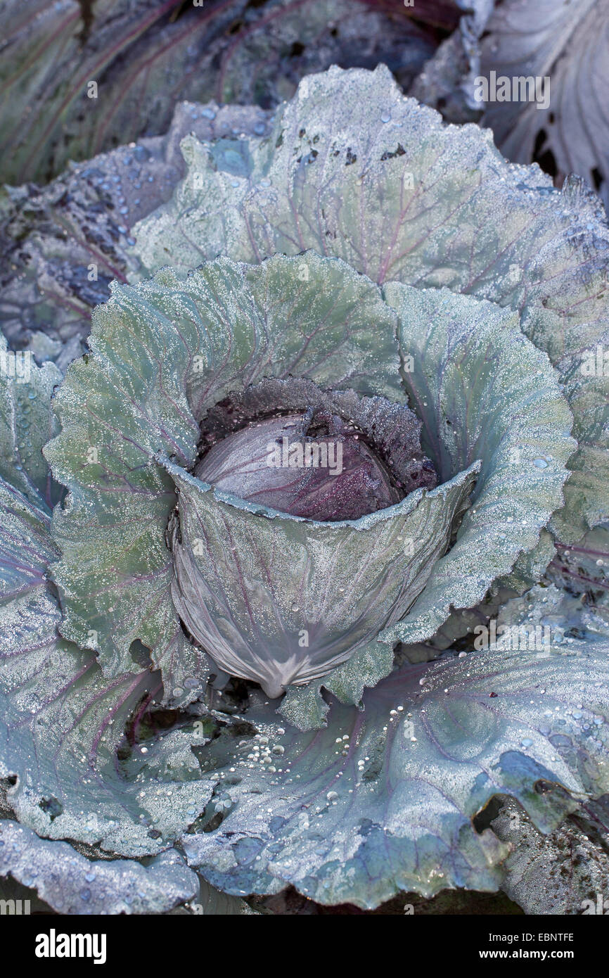 red cabbage (Brassica oleracea var. capitata f. rubra), single head of