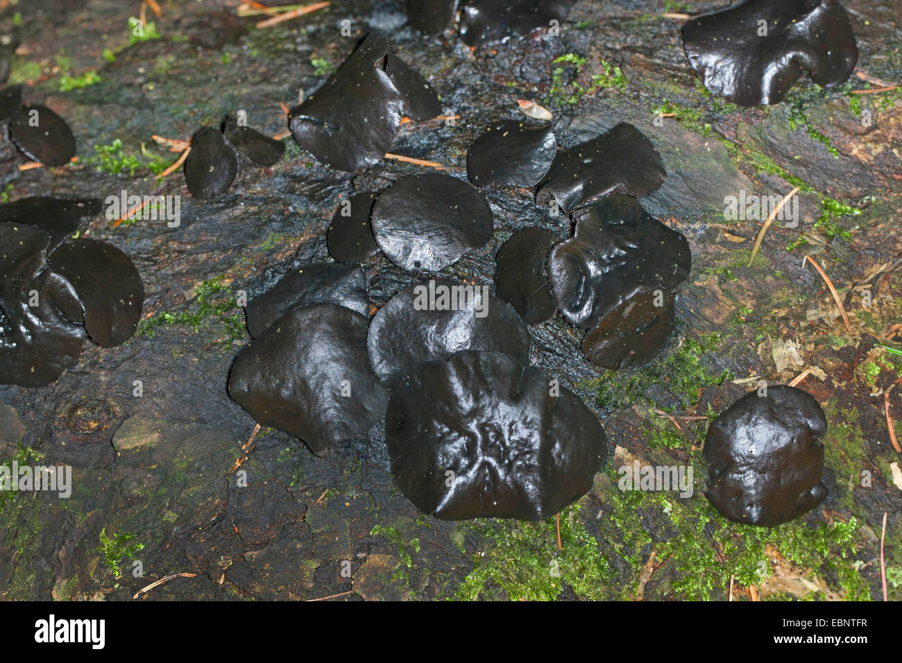 Black Bulgar, black stud fungus (Bulgaria inquinans, Phaeobulgaria inquinans), fruiting bodies on a log, Germany Stock Photo