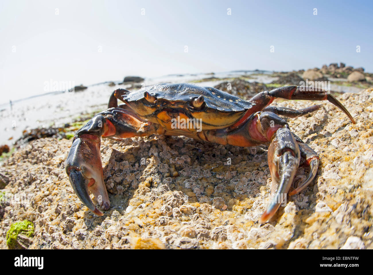 Green shore crab, Green crab, North Atlantic shore crab (Carcinus maenas), at the sea shore, Germany Stock Photo