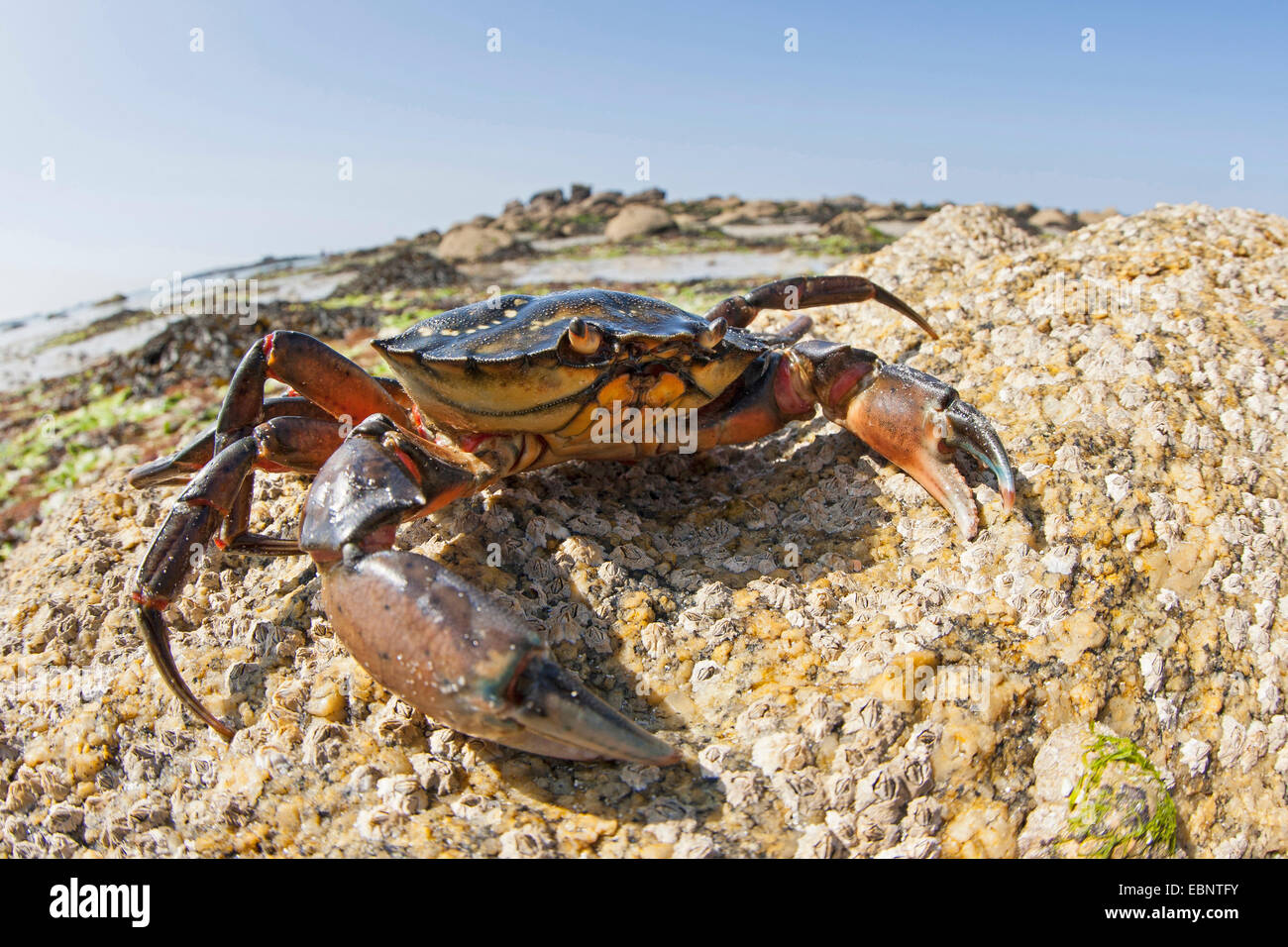 Green shore crab, Green crab, North Atlantic shore crab (Carcinus maenas), at sea shore, Germany Stock Photo