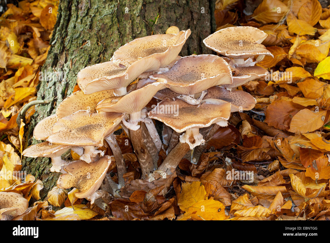Dark honey fungus, Honey mushroom (Armillaria ostoyae, Armillariella polymyces, Armillaria solidipes), fruiting bodies on forest ground at a tree trunk, Germany Stock Photo