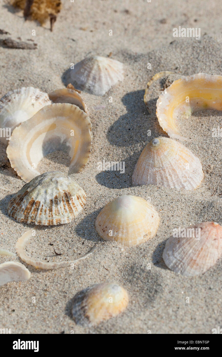 Common limpet, Common European limpet (Patella vulgata), washed up shelps lying in the sand, Germany Stock Photo