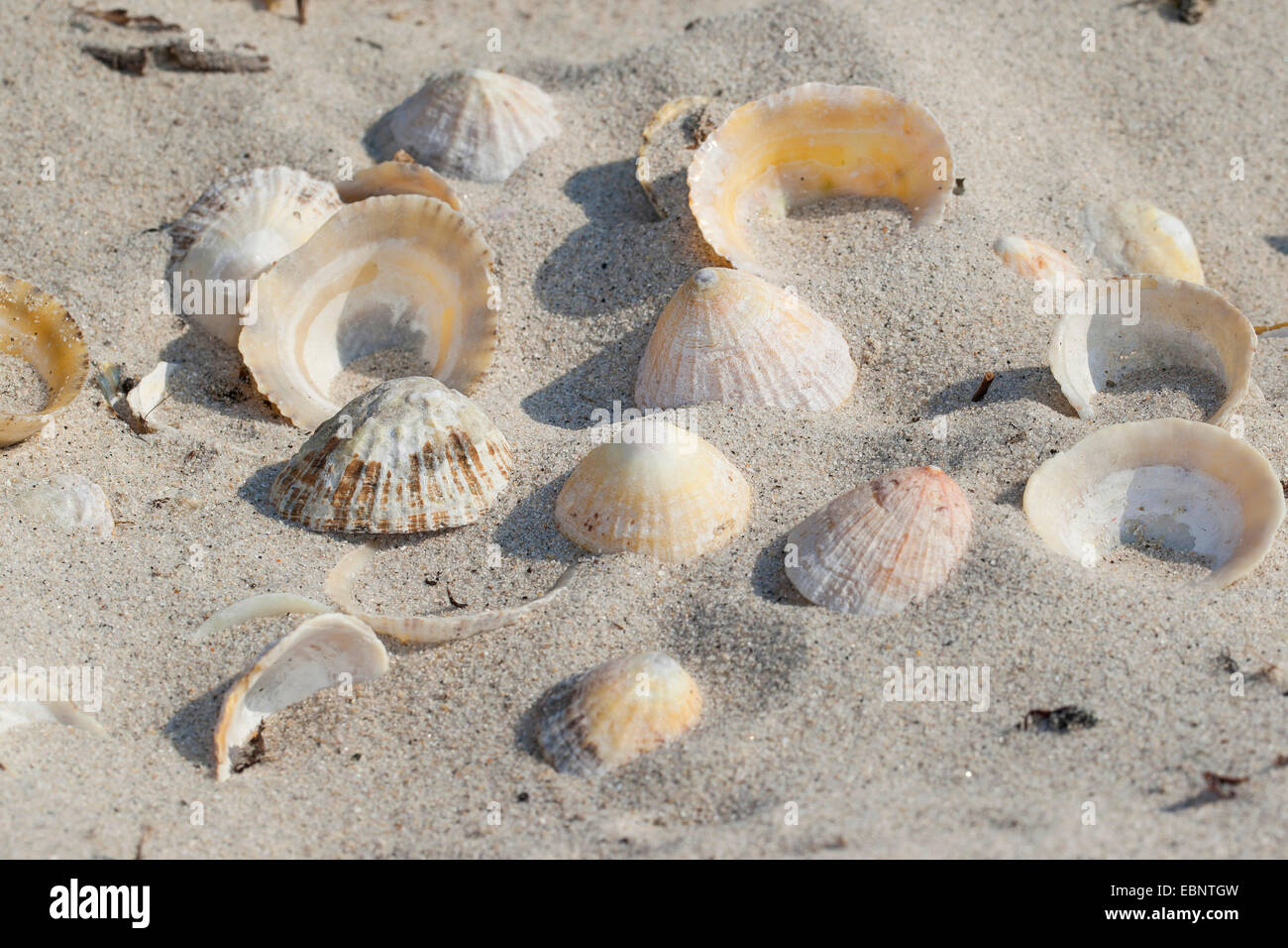 Common limpet, Common European limpet (Patella vulgata), washed up shelps lying in the sand, Germany Stock Photo