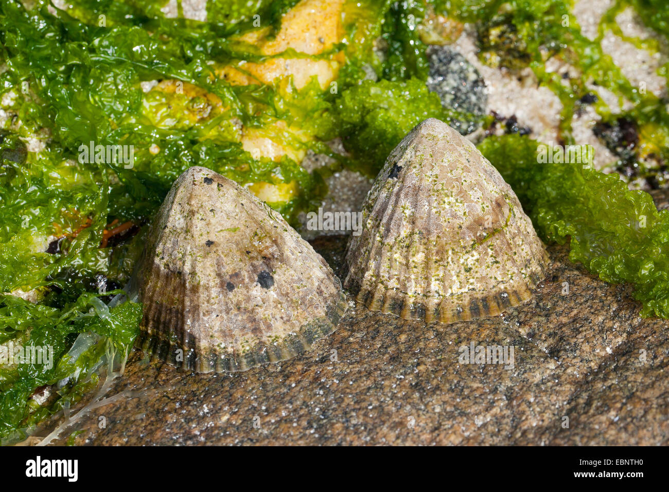Common limpet, Common European limpet (Patella vulgata), two limpets at ebb-tide on a rock, Germany Stock Photo