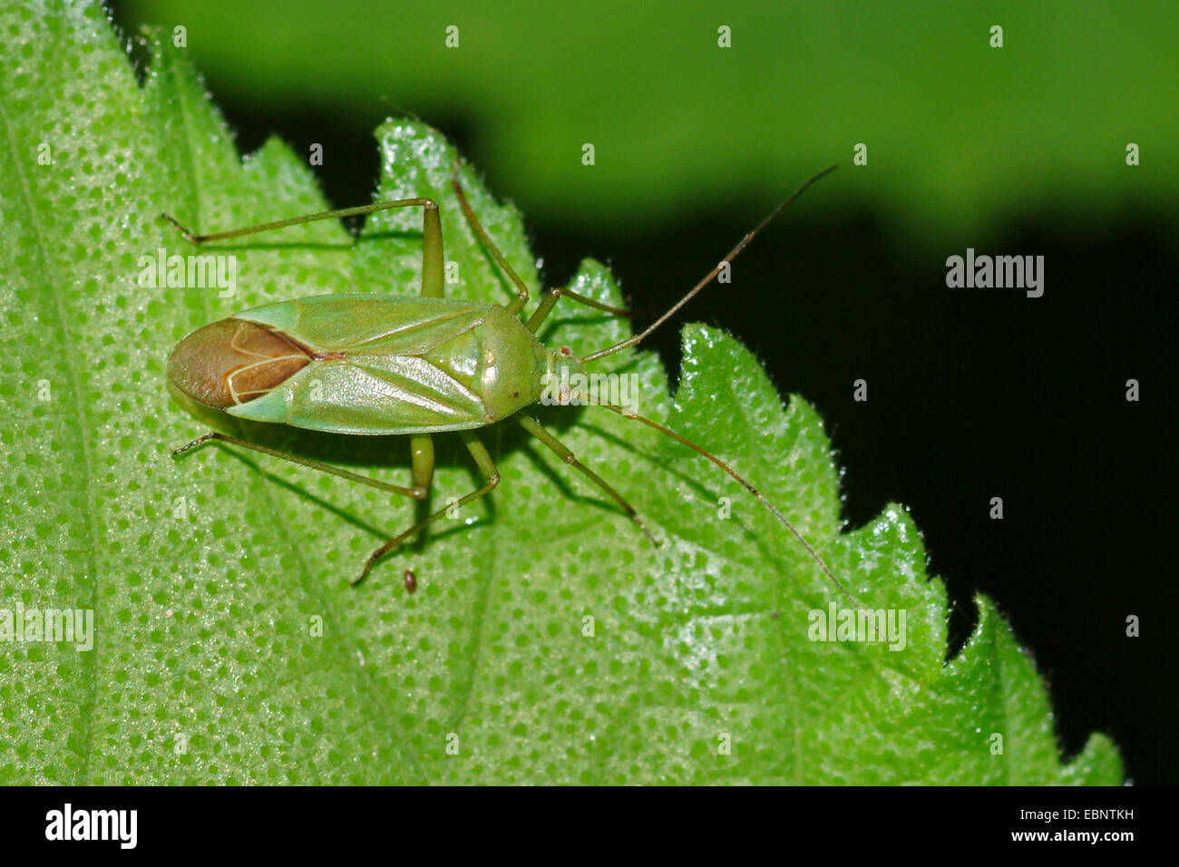 Calocoris affinis (Calocoris affinis), sitting on a leaf, Germany Stock Photo