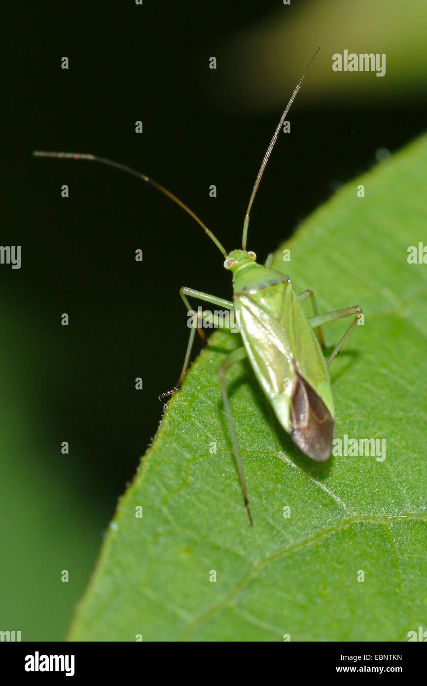 Calocoris affinis (Calocoris affinis), sitting on a leaf, Germany Stock Photo