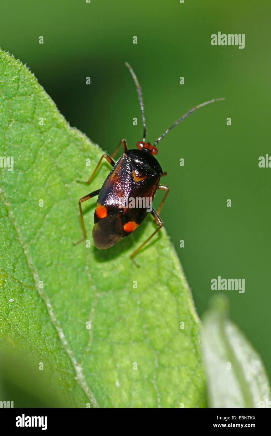 Capsid bugs (Deraeocoris ruber), black morph on a leaf, Germany Stock Photo