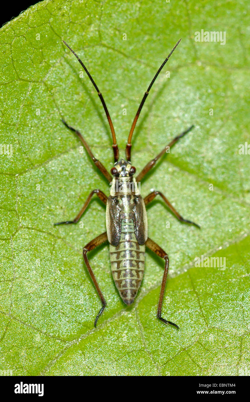 capsid bug (Leptopterna spec.), on a leaf, Germany Stock Photo