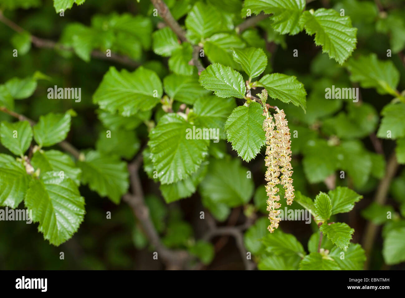 Green Alder (Alnus viridis, Alnus alnobetula), catkins, Germany Stock Photo