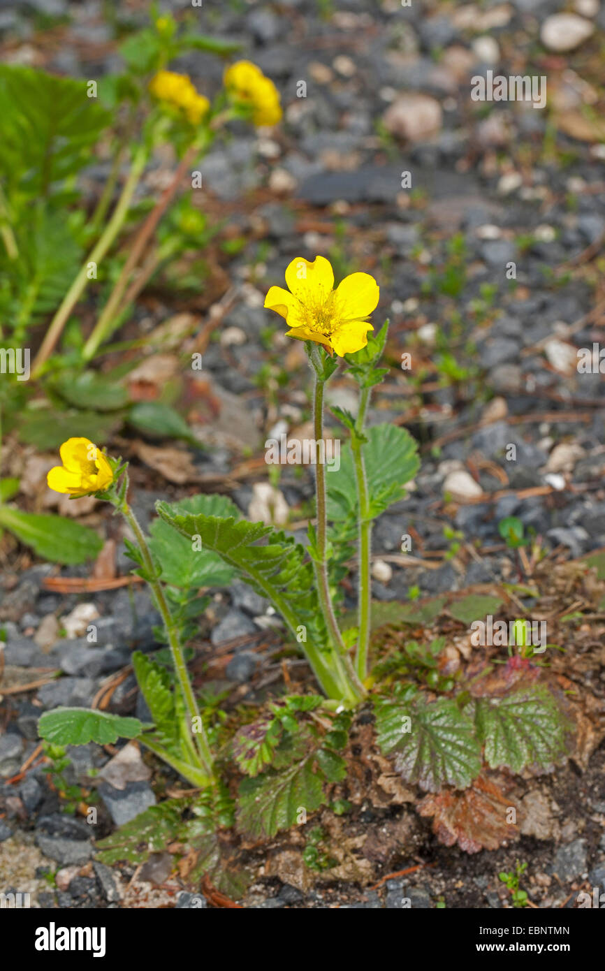 Creeping Avens (Geum reptans), blooming, Germany Stock Photo